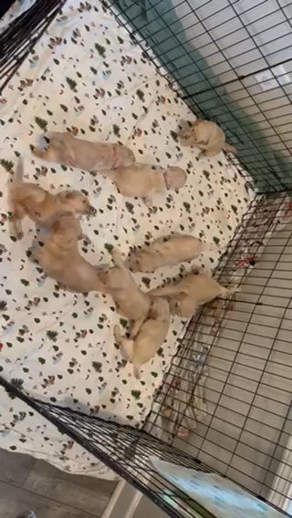 GoldenDoodle Pups in Jonesboro, Arkansas
