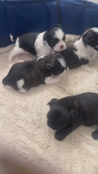 Shih Tzu Puppies in Odessa, Texas