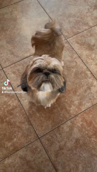 Shih Tzu in San Bernardino, California