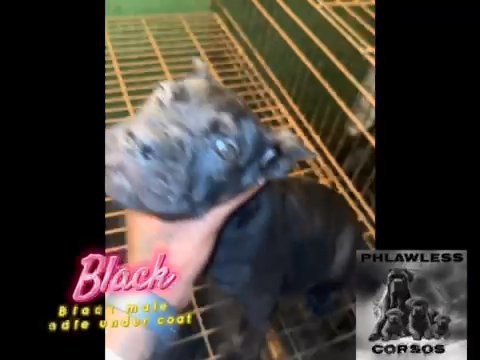 9 Week Old Cane Corso Pups in Kennesaw, Georgia