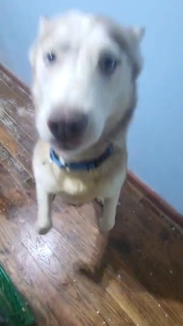 $250  FIXED  2YR HUSKY GIRL BROOKLYN  NYC in New York City, New York