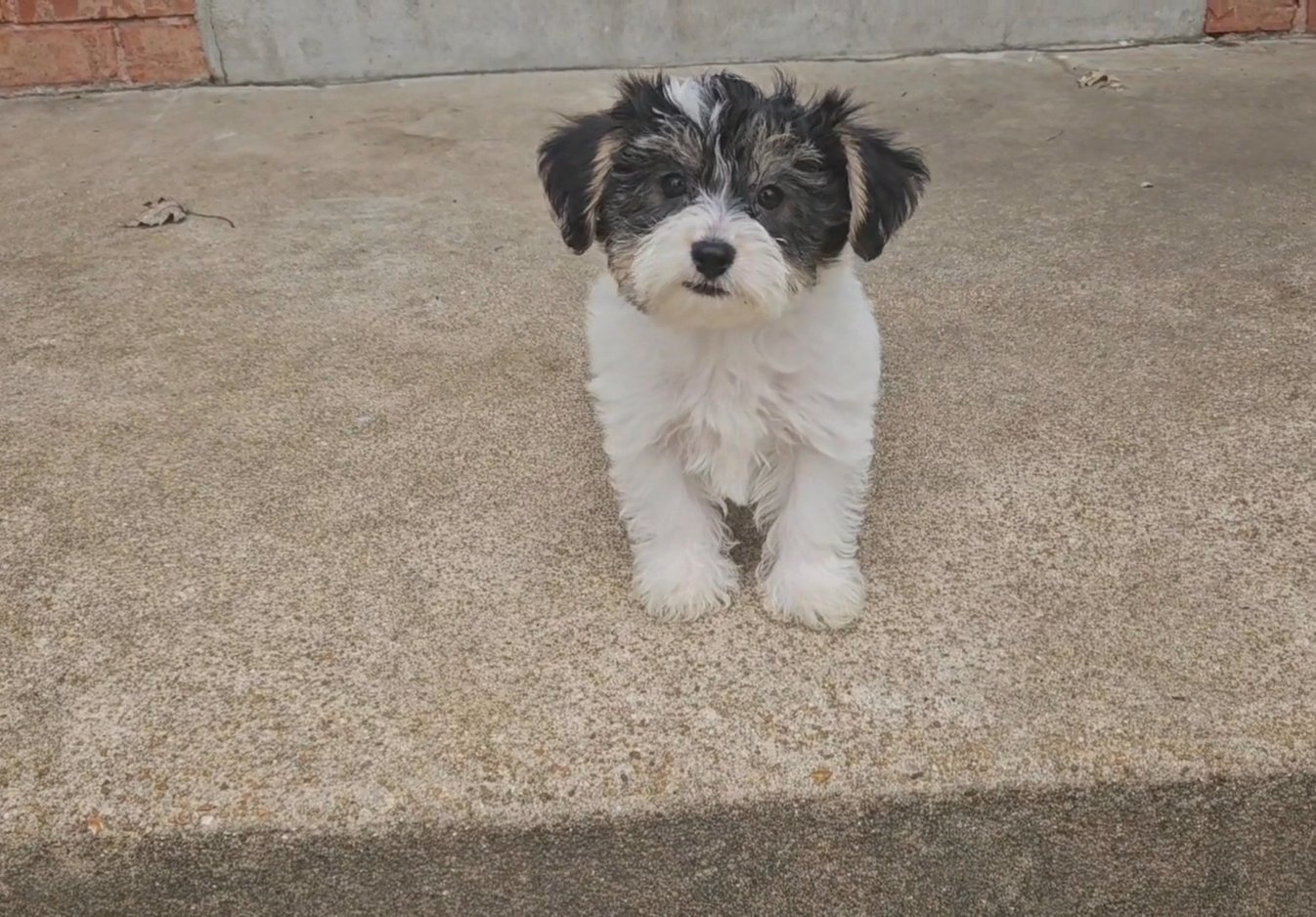 Parti Yorkie in St. Louis, Missouri