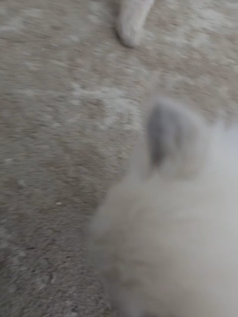 Show quality Ragdoll Kittens in Miami, Florida