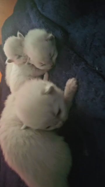 Ragdoll beauties in Miami, Florida