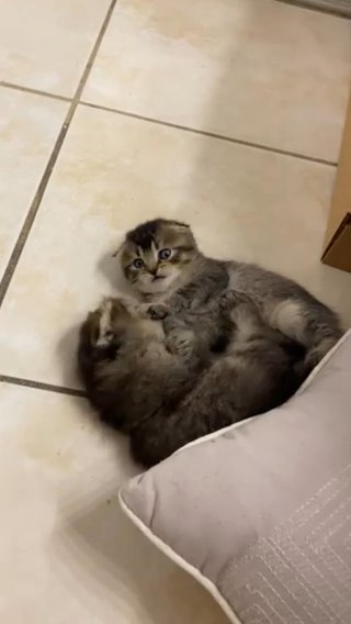 Scottish Fold Barbie in Orlando, Florida