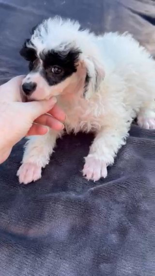 Snoopy in Charlotte, North Carolina