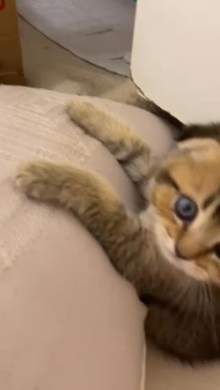 Scottish Fold Adorable Baby-boy in Orlando, Florida