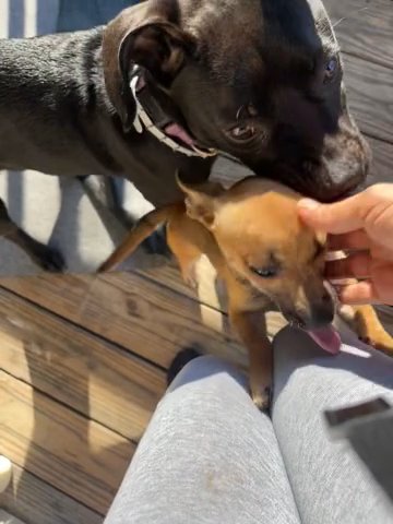 Chihuahua in Columbus, Georgia