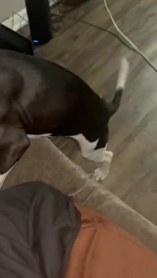 5 Month Pitbull Terrier in Indianapolis, Indiana