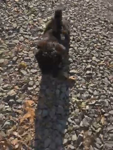 Oreo in Charlotte, North Carolina