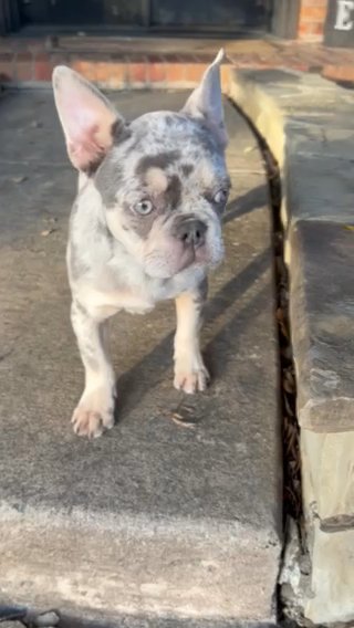 Merle French Bulldog Puppy in Dallas, Texas