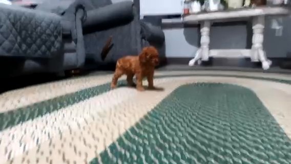 Red Toy Poodle Male (Dayton) in Dallas, Texas