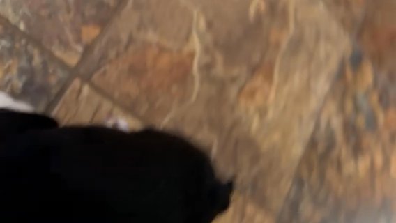 Boston Terrier Puppy, AKC Registered, Champion Bloodlines in Anderson, South Carolina