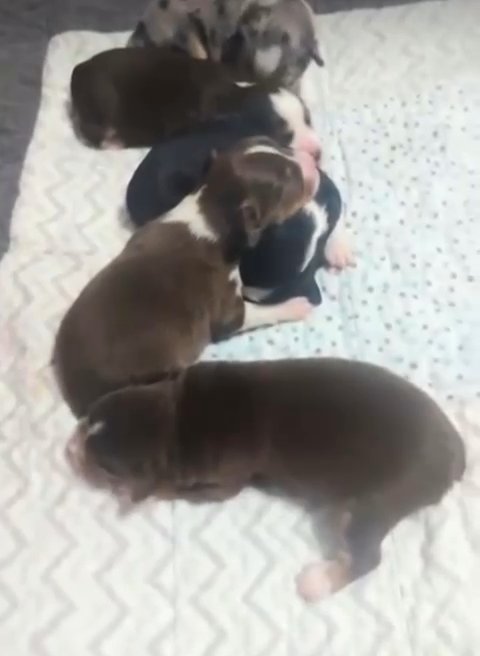 Puppies Looking For Loving Families That Can Make Them Wag Their Tails. in Atlanta, Georgia