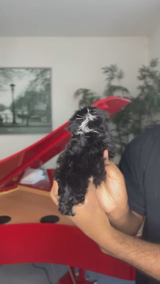 Maltipoo Female (Foxy) in Dallas, Texas