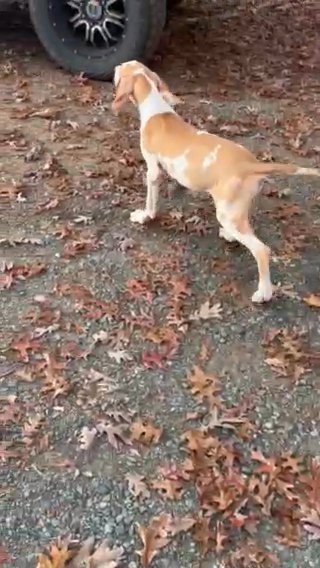Chocolate Fawn Harlequin Female Dane in Charlottesville, Virginia