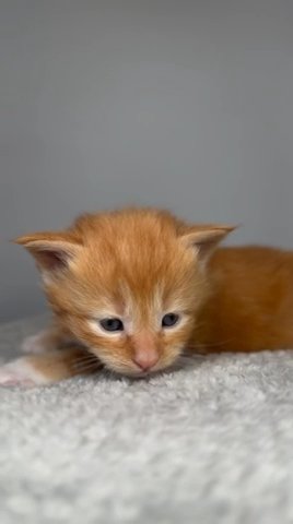 Maine Coon Polydactyl Reserved in Philadelphia, Pennsylvania