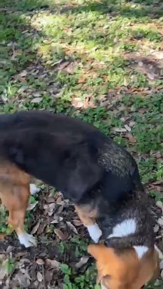 Female Beagle in San Antonio, Texas