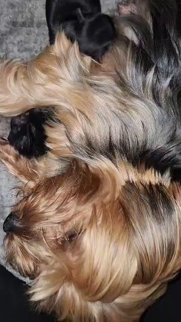 yorkie girl in Aiken, South Carolina