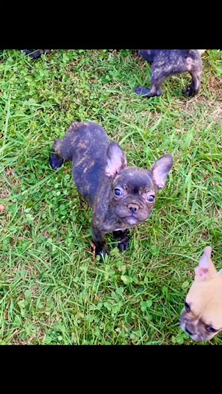 Frenchie Pups in Culpeper, Virginia