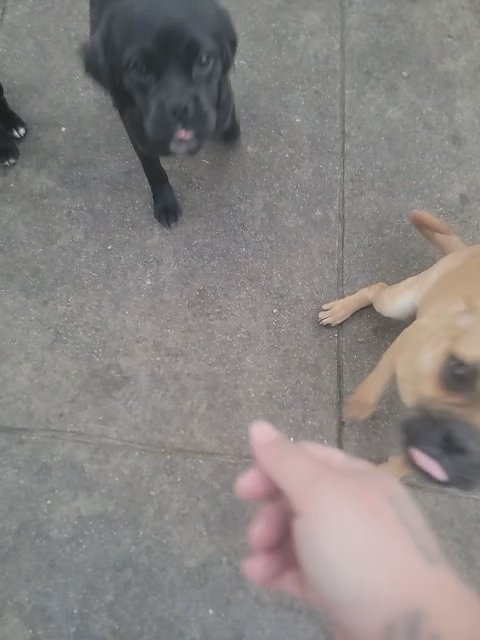 In need of a good home in Los Angeles, California