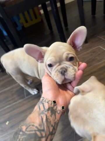 cream merle frenchies in Trenton, New Jersey