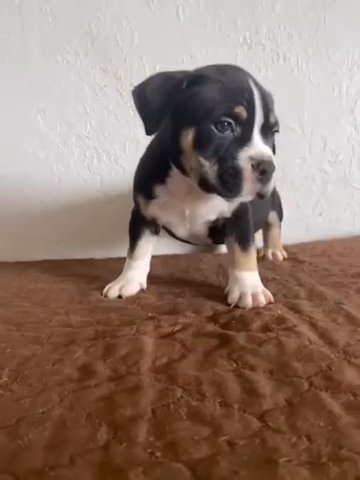 Miniature Schnauzer in Houston, Texas