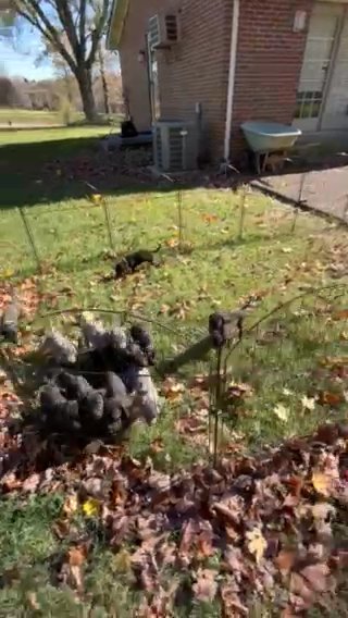Great Dane puppies in Portland, Tennessee