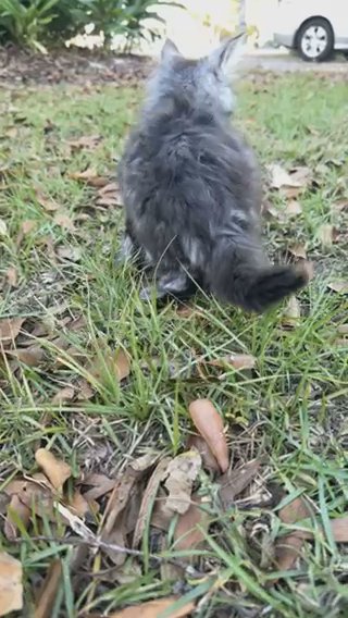 Astrid From Ancient Litter Is Available in Bay St. Louis, Mississippi