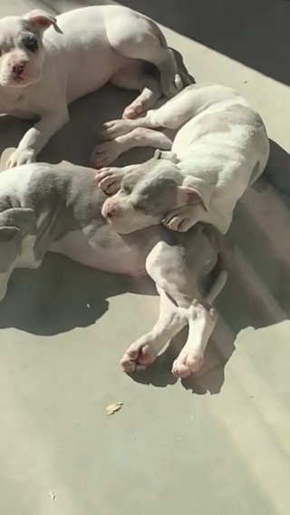 XL Merle Bully Pups For Rehome in North Las Vegas, Nevada