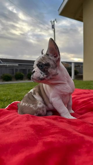 Elitekennels in Monterey, California