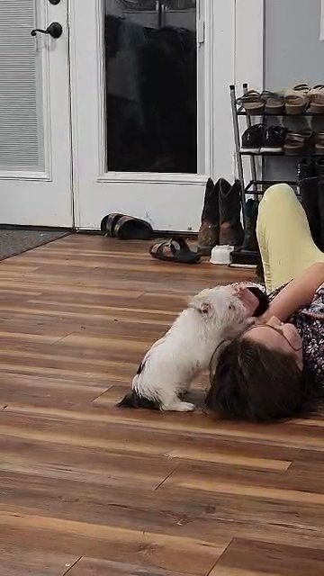 French Bulldog Male in Fairmont, West Virginia