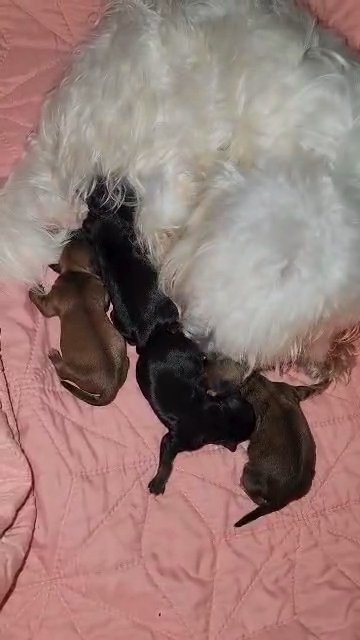 Morkie babies in Aiken, South Carolina