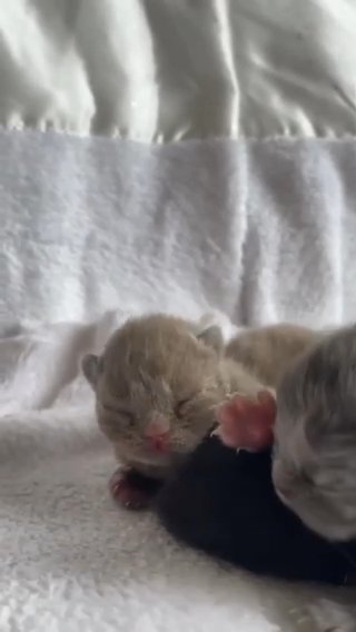 Maincoonkittens in Houston, Texas