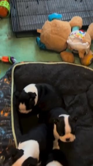 Boston Terrier in New York City, New York