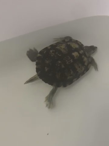 Turtle in Brooklyn, New York