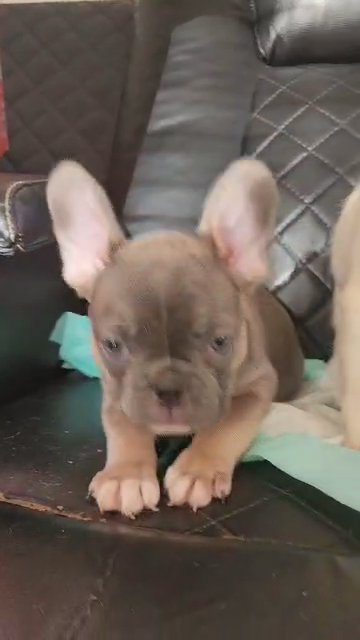 Exotic Bully Female in San Jacinto, California
