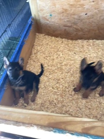 German shepherd Puppies in Millington, Tennessee