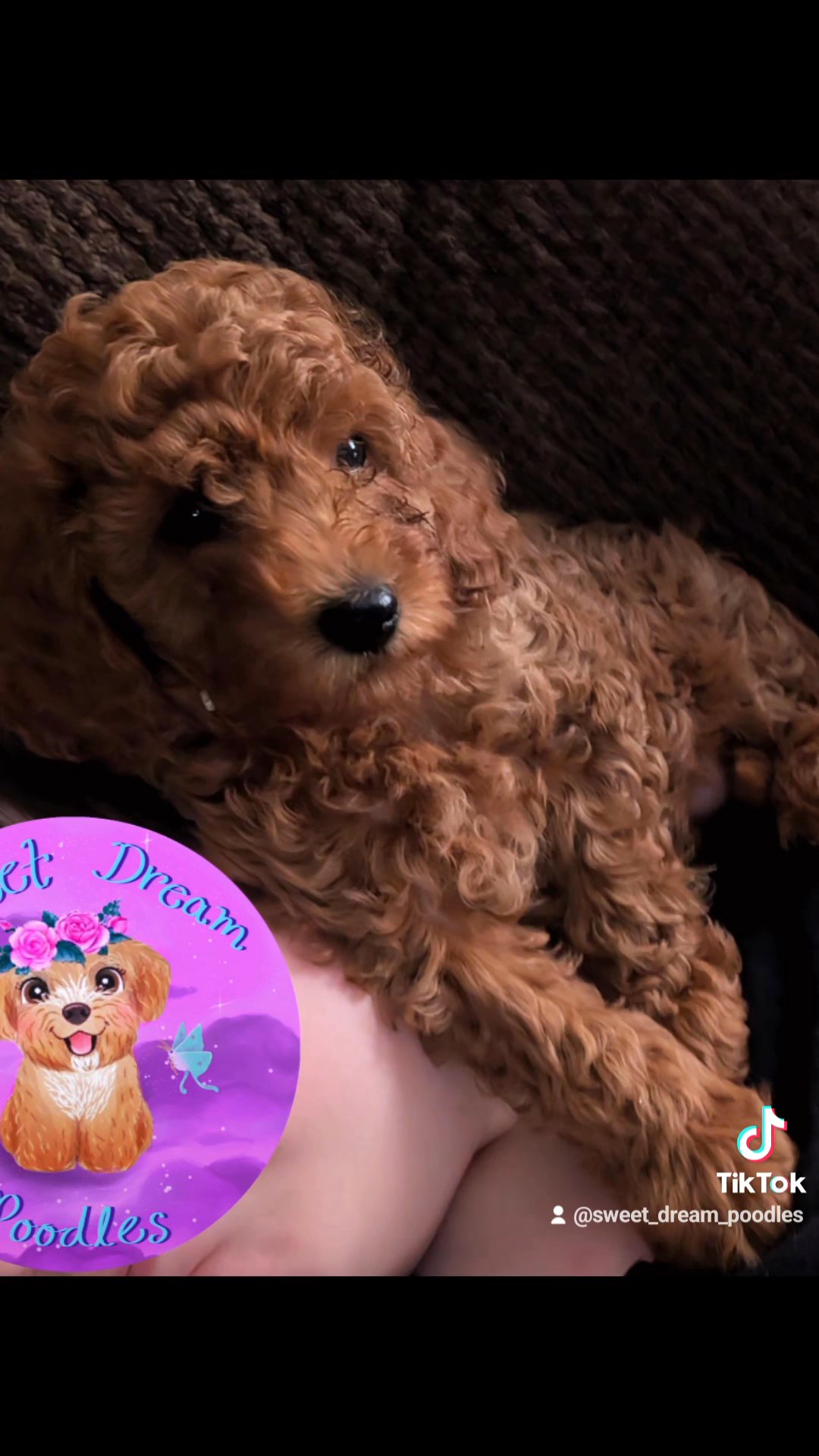 Yorkie Bichon in Elizabeth, New Jersey