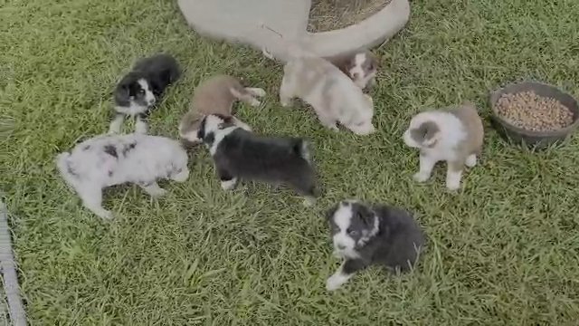 Frenchie Pups in Culpeper, Virginia