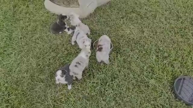 Akc Great Danes in Portland, Tennessee