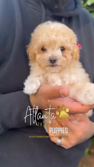 Looking For New Loving Home in New York City, New York