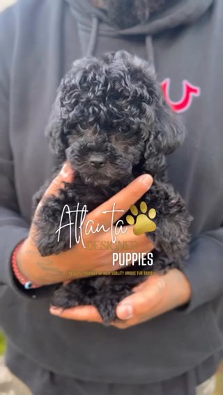 Puppi in Washington, District of Columbia