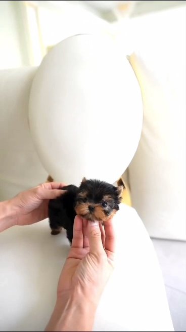 Puppies For Sale in Los Angeles, California