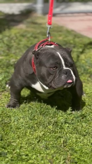Exotic Bully female in San Jacinto, California