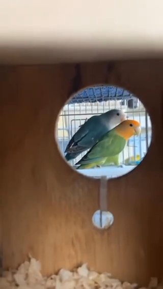 Lovebird in Tamiami, Florida