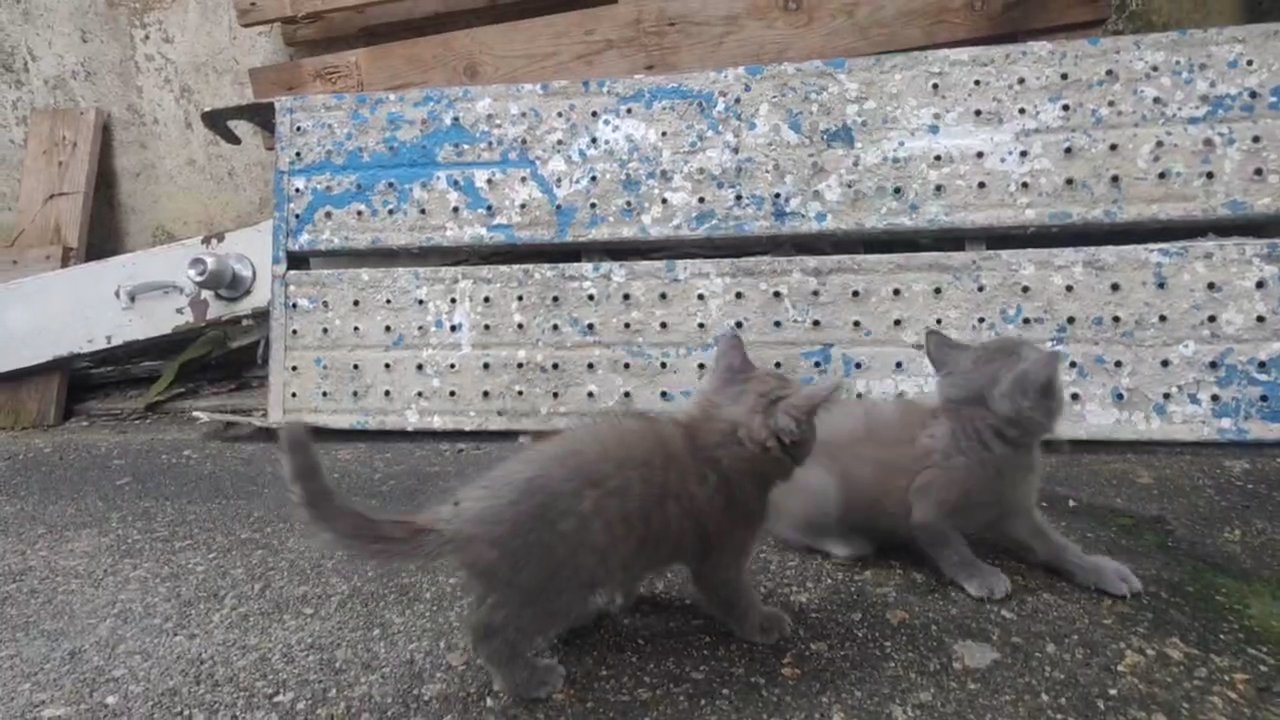 British Shorthair kitten in Los Angeles, California