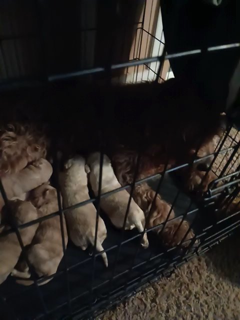 Golden doodle puppies in Ironton, Ohio