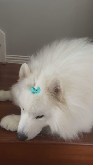 Gorgeous Male Purebred Samoyed in Dallas, Texas