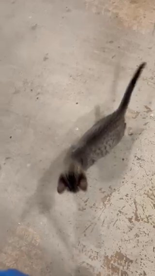 Bangal cat in Bakersfield, California